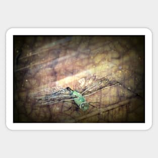 Dragonfly Leap of Faith Sticker